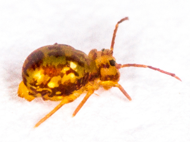 Dicyrtomina saundersi